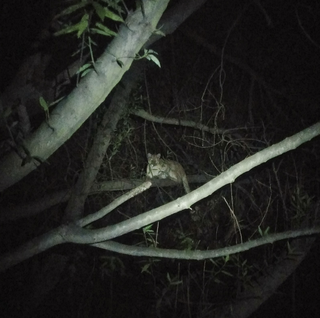 Illustration for article titled My Dog Treed A Mountain Lion